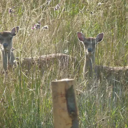 Semesterbostad The Old Cowshed *