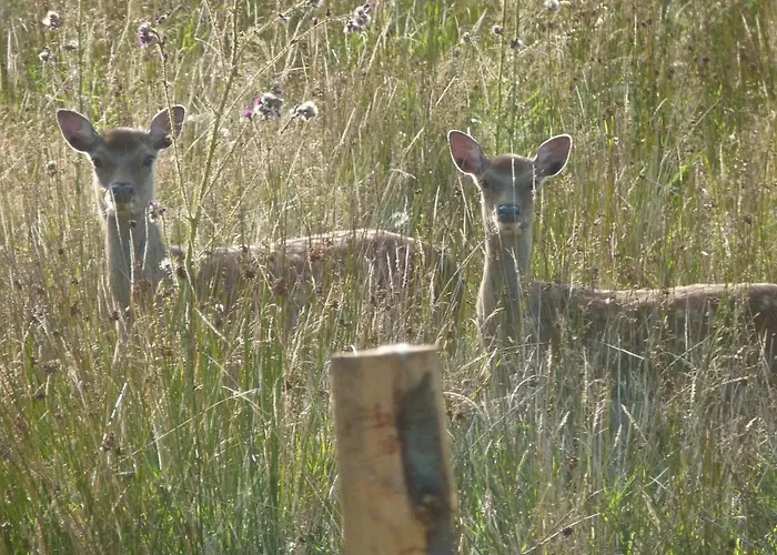 בית נופש The Old Cowshed *